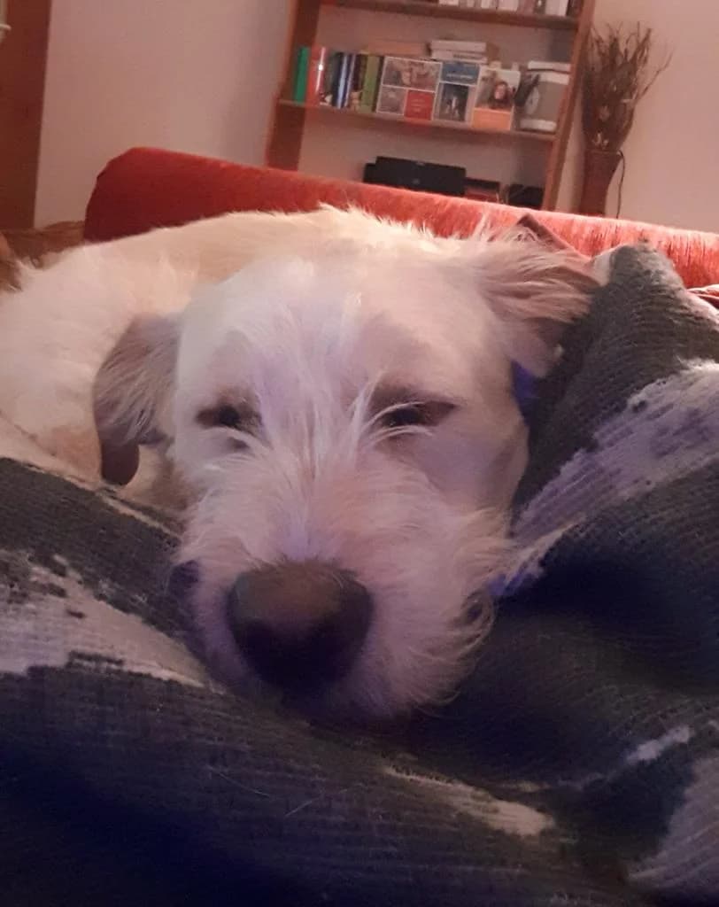 Rocky, male Mixed Breed for adoption at Tierschutzverein ARCA e.V., Gernsbach