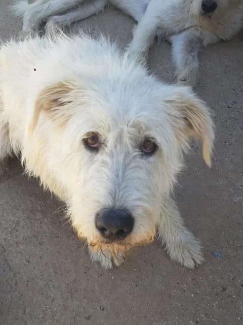 Lobo, male Mixed Breed for adoption at Tierschutzverein ARCA e.V., Gernsbach