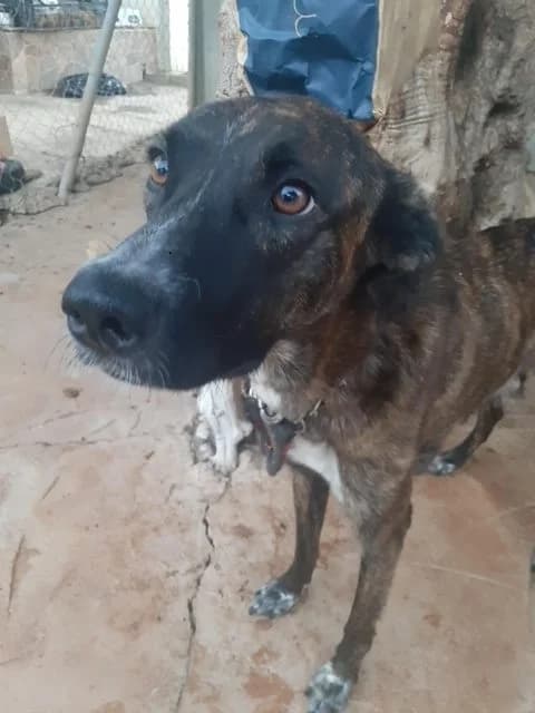 Kira, male Mixed Breed for adoption at Tierschutzverein ARCA e.V., Gernsbach