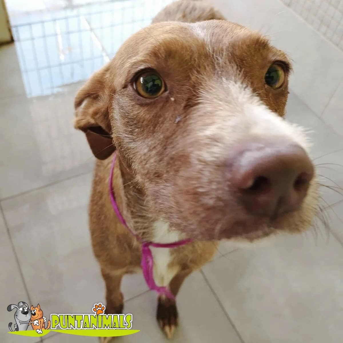 Molly, female Mixed Breed for adoption at Tierschutzverein ARCA e.V., Gernsbach