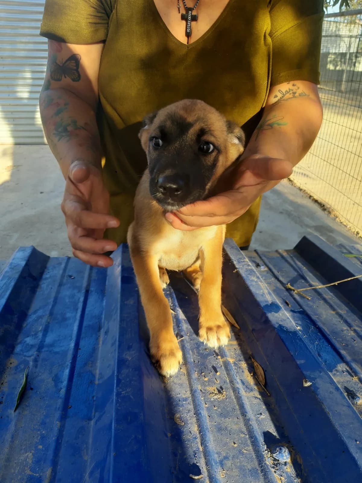 Kayla, male Mixed Breed for adoption at Tierschutzverein ARCA e.V., Gernsbach