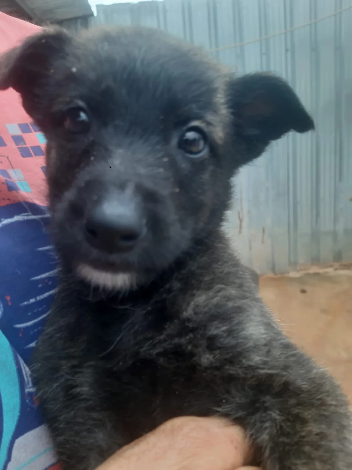 Pablo, male Mixed Breed for adoption at Tierschutzverein ARCA e.V., Gernsbach