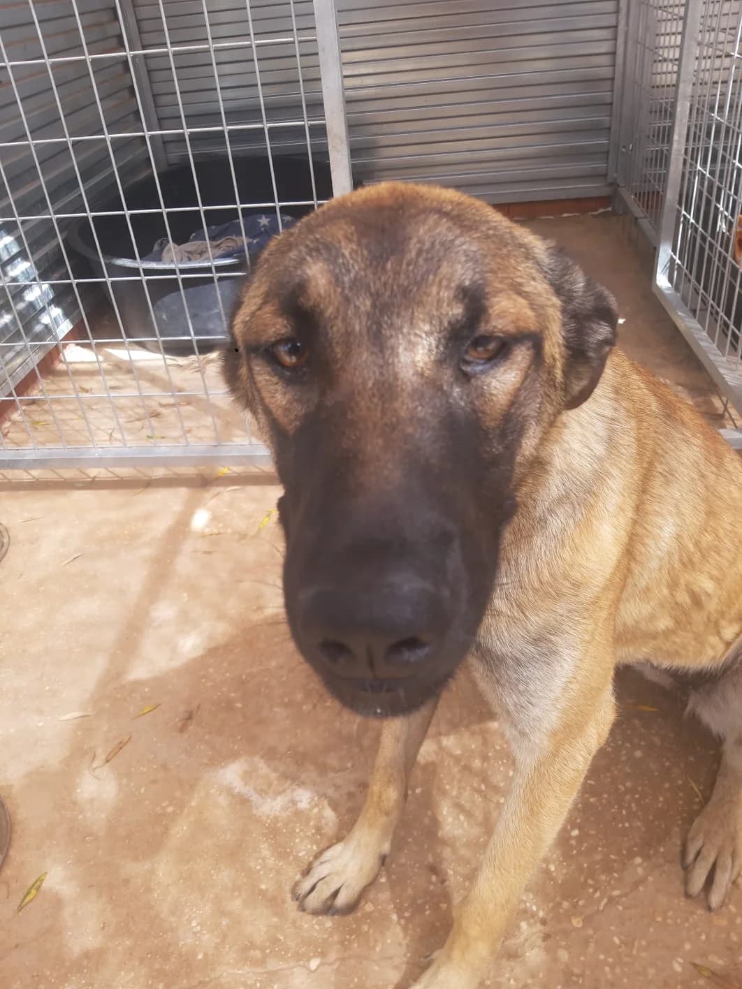 Shiva, weiß male puppy Mixed Breed for adoption at Tierschutzverein ARCA e.V., Gernsbach