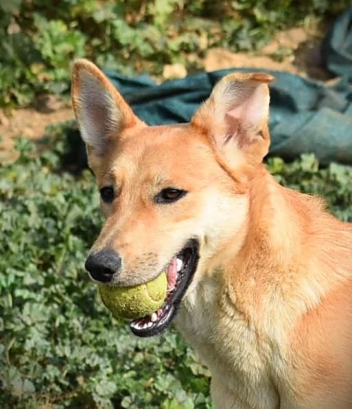 Rue, female Mixed Breed for adoption at Tierschutzverein ARCA e.V., Gernsbach