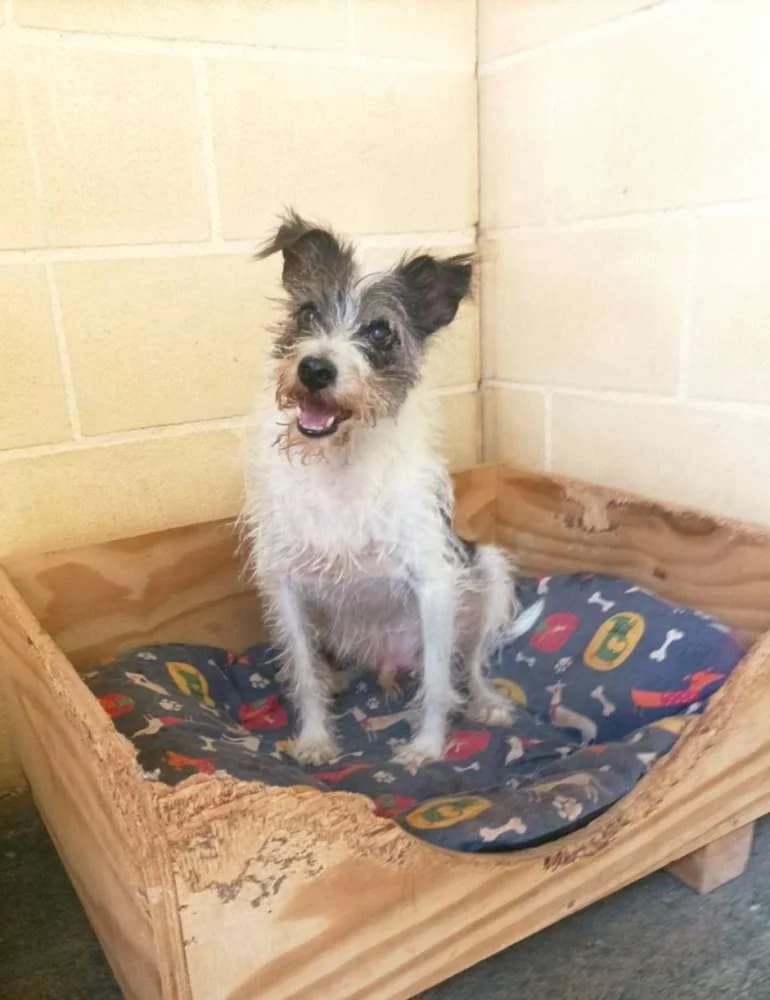 Rocky –, male senior Mixed Breed for adoption at Tierschutzverein ARCA e.V., Gernsbach