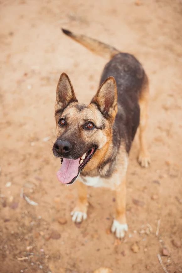 Lizzy, female 3yo Mixed Breed for adoption at Tierschutzverein ARCA e.V., Gernsbach