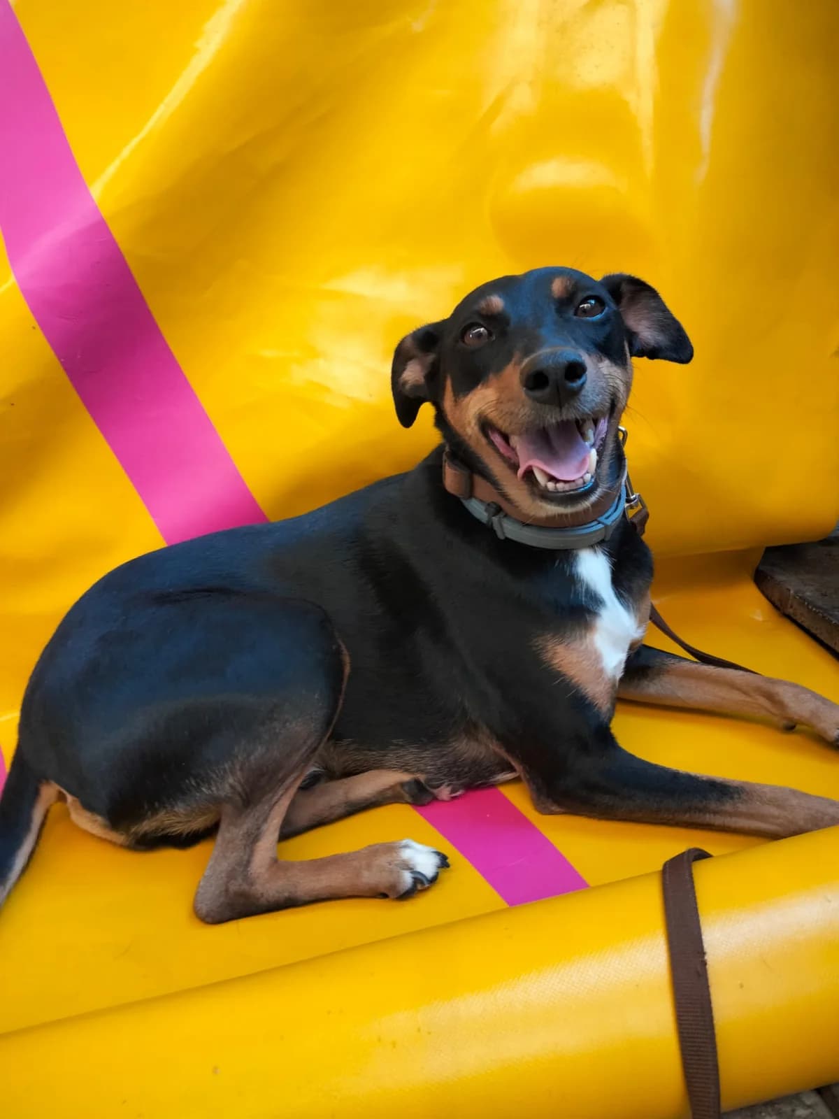 Pancho II, tricolor male senior Mixed Breed for adoption at Tierschutzverein ARCA e.V., Gernsbach