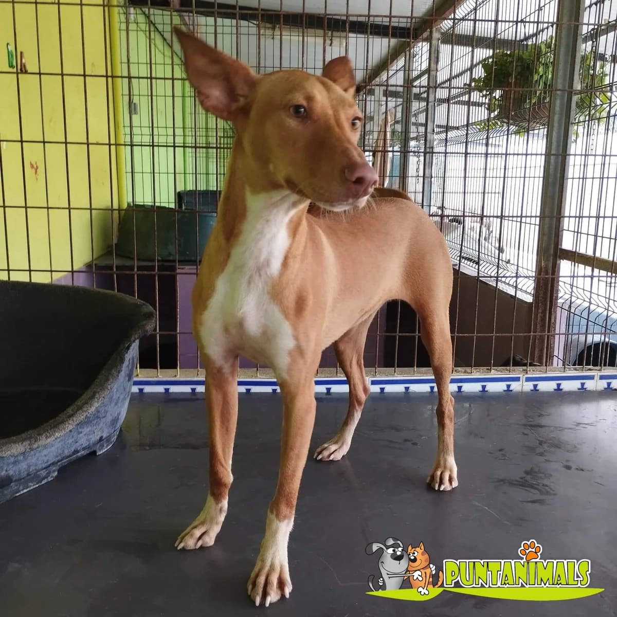 Tury, female Mixed Breed for adoption at Tierschutzverein ARCA e.V., Gernsbach