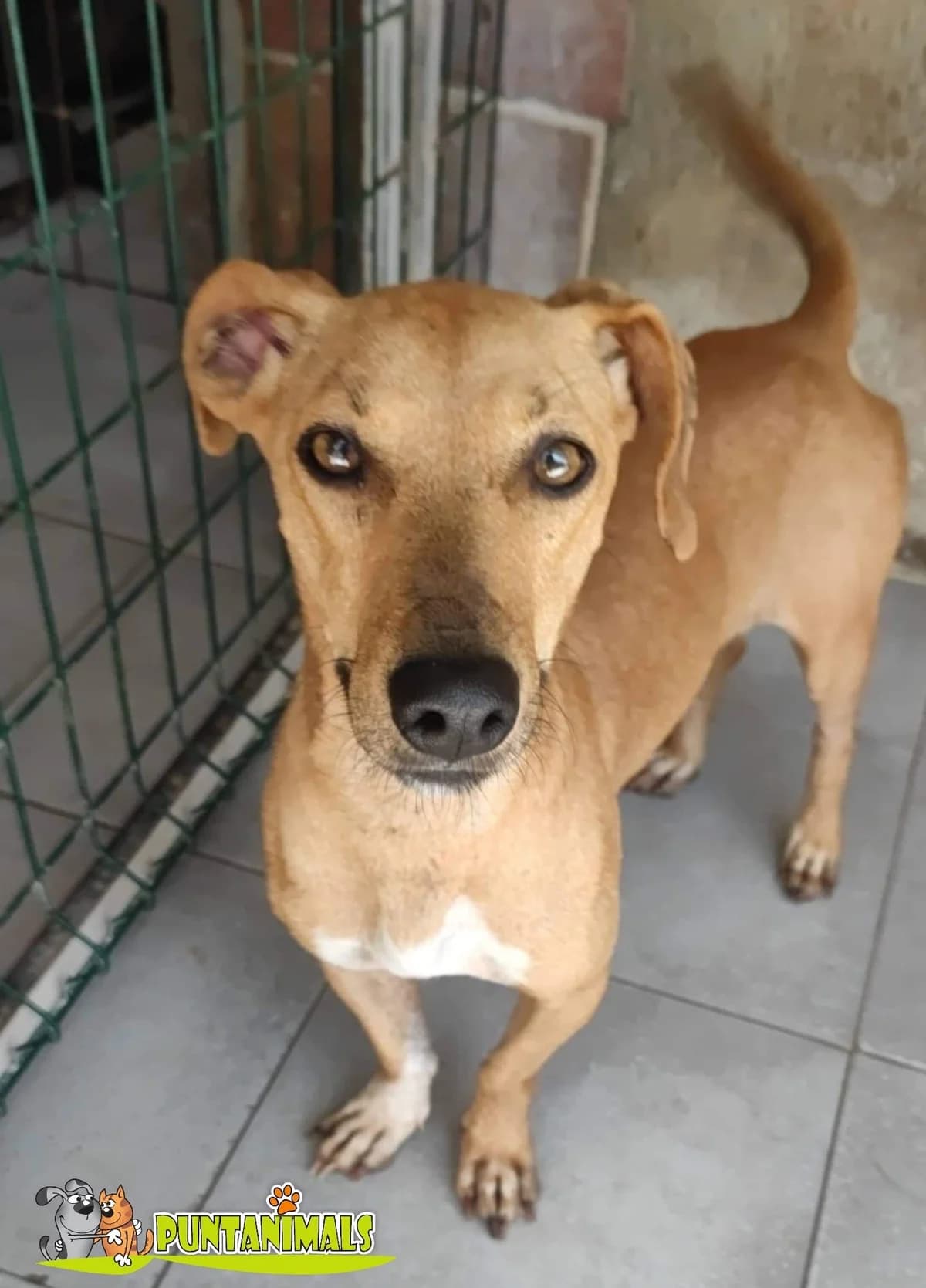 Cash, male Mixed Breed for adoption at Tierschutzverein ARCA e.V., Gernsbach