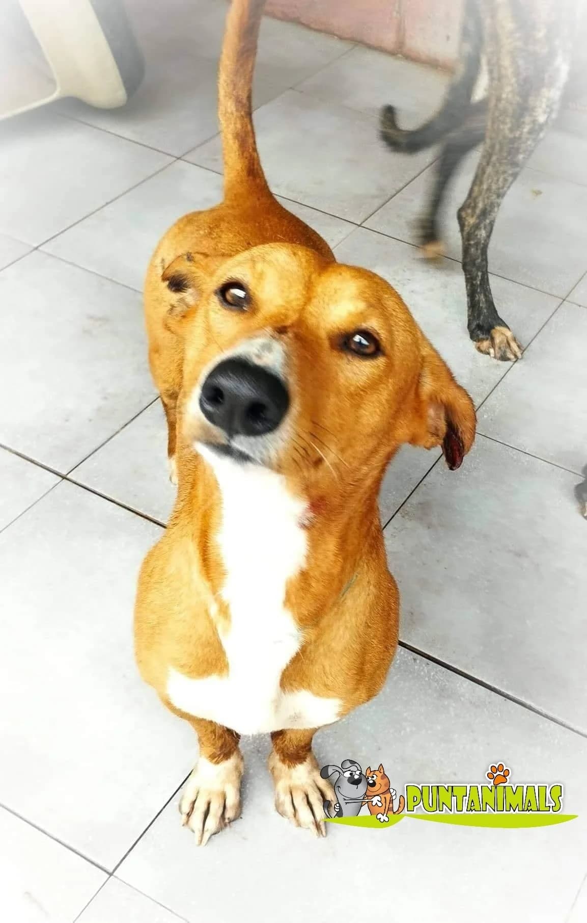Tango, male Mixed Breed for adoption at Tierschutzverein ARCA e.V., Gernsbach
