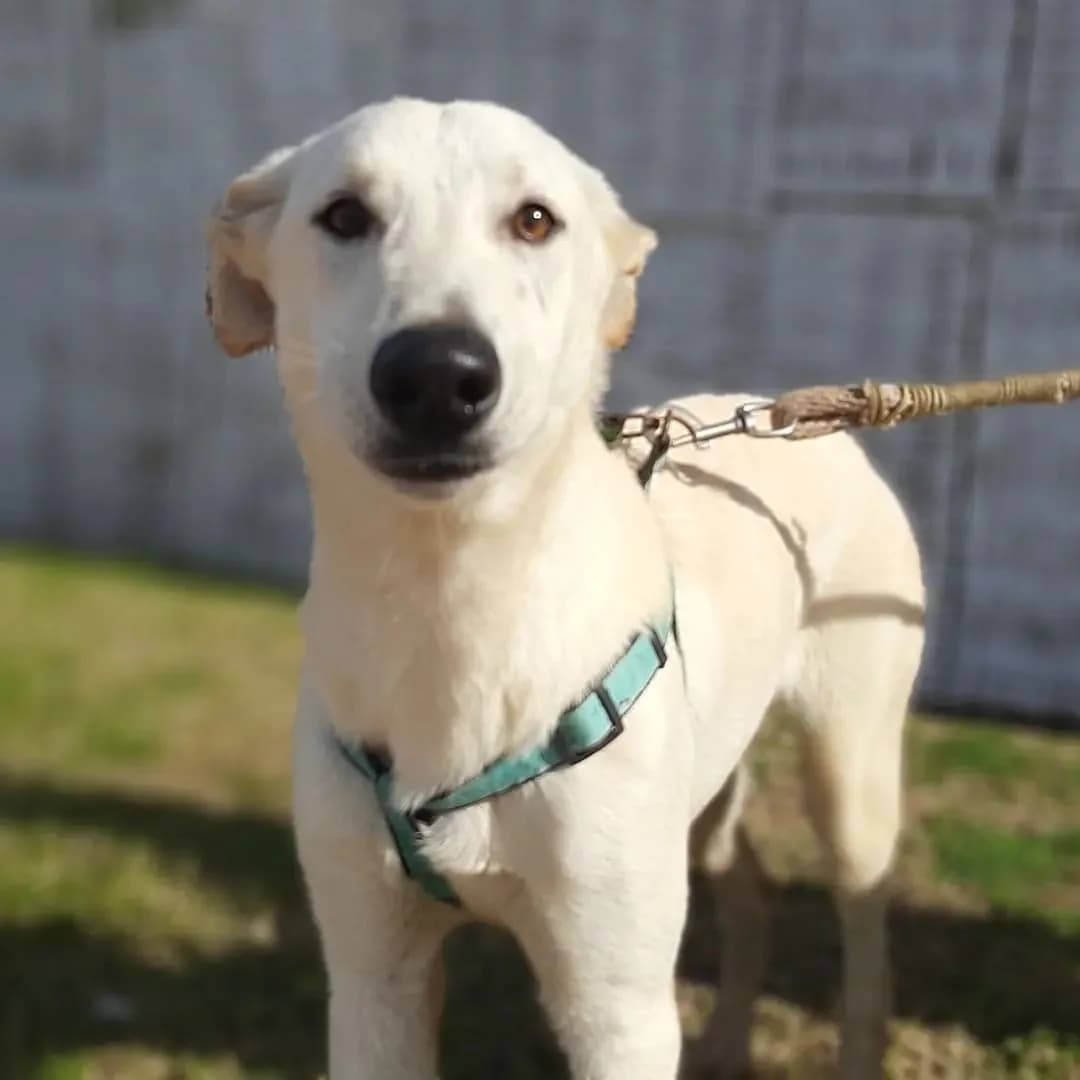 Churrete, male 4yo Mixed Breed for adoption at Tierschutzverein ARCA e.V., Gernsbach