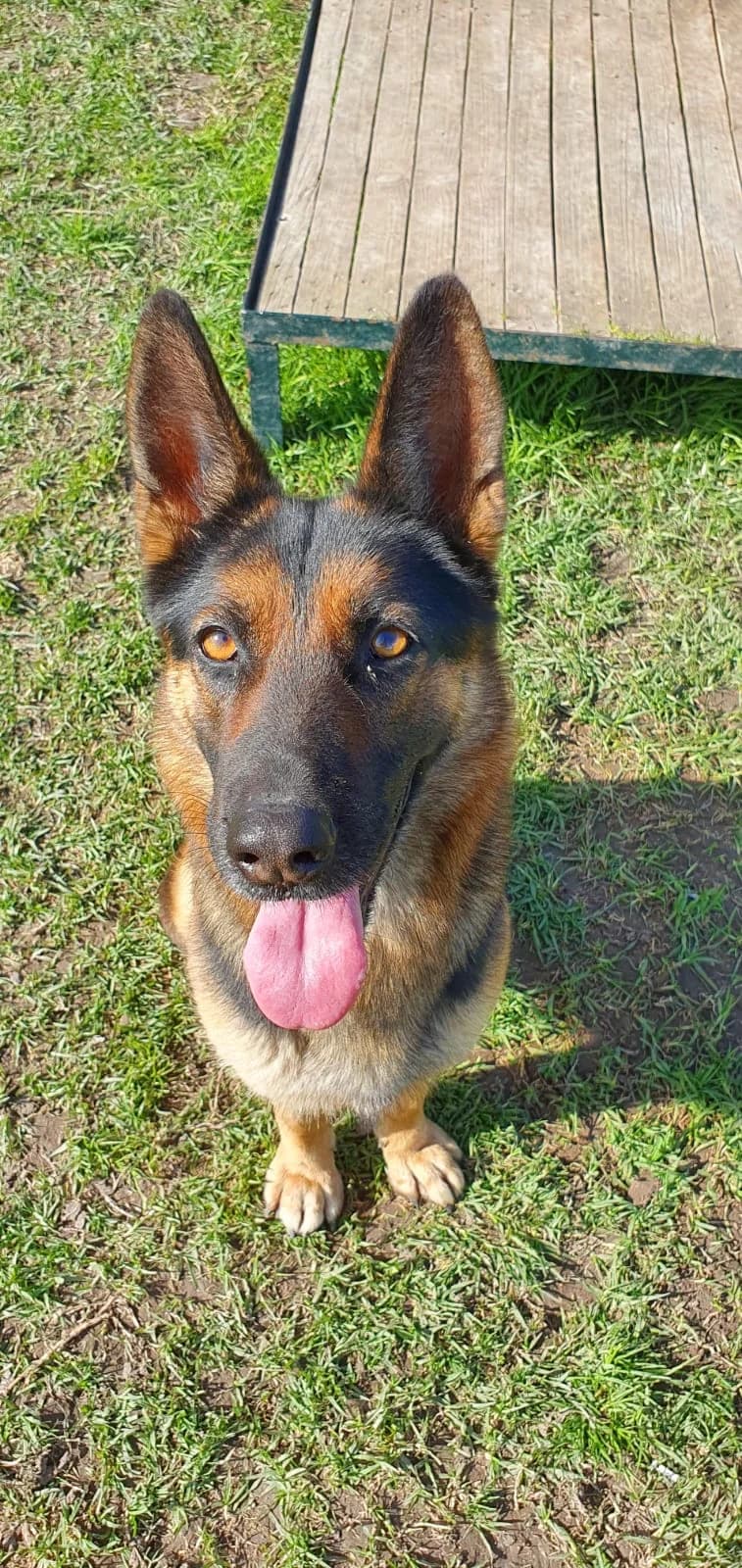 Alfa, female Mixed Breed for adoption at Tierschutzverein ARCA e.V., Gernsbach