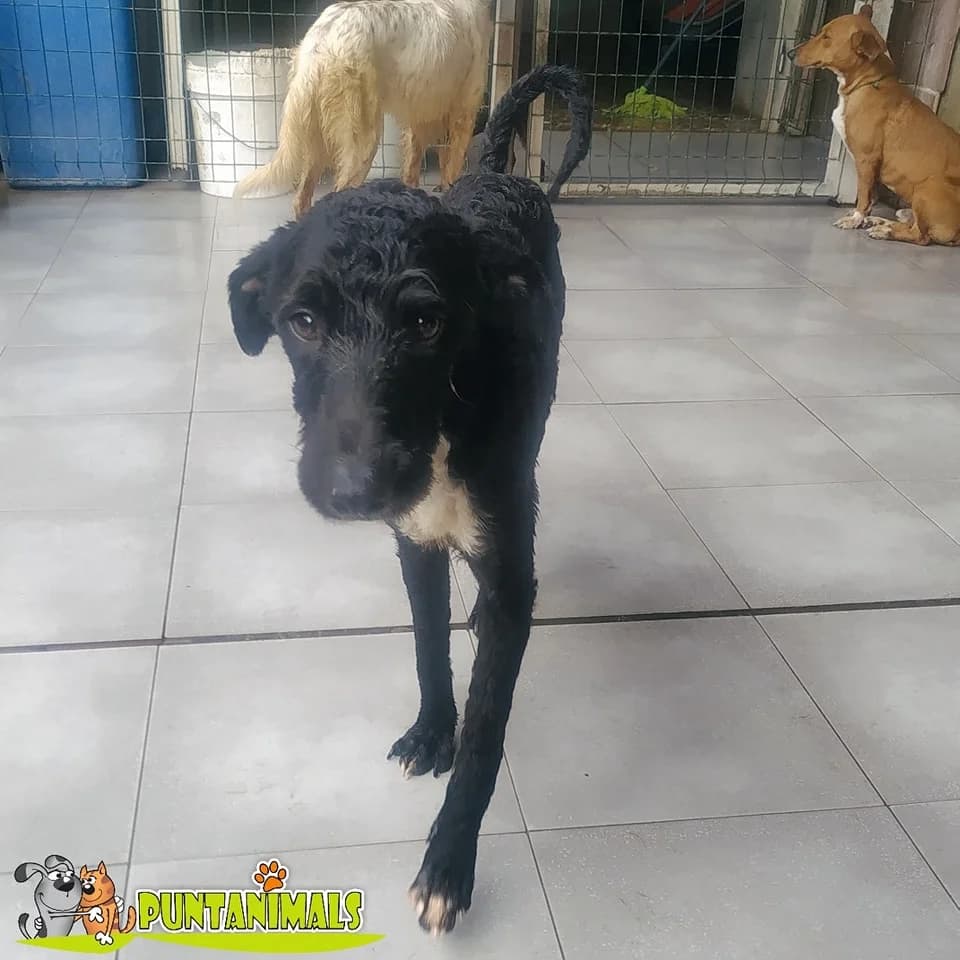 Mousse, female 4yo Mixed Breed for adoption at Tierschutzverein ARCA e.V., Gernsbach