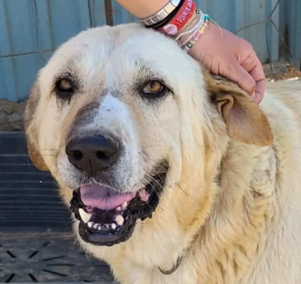 Capitan, male Mixed Breed for adoption at Tierschutzverein ARCA e.V., Gernsbach