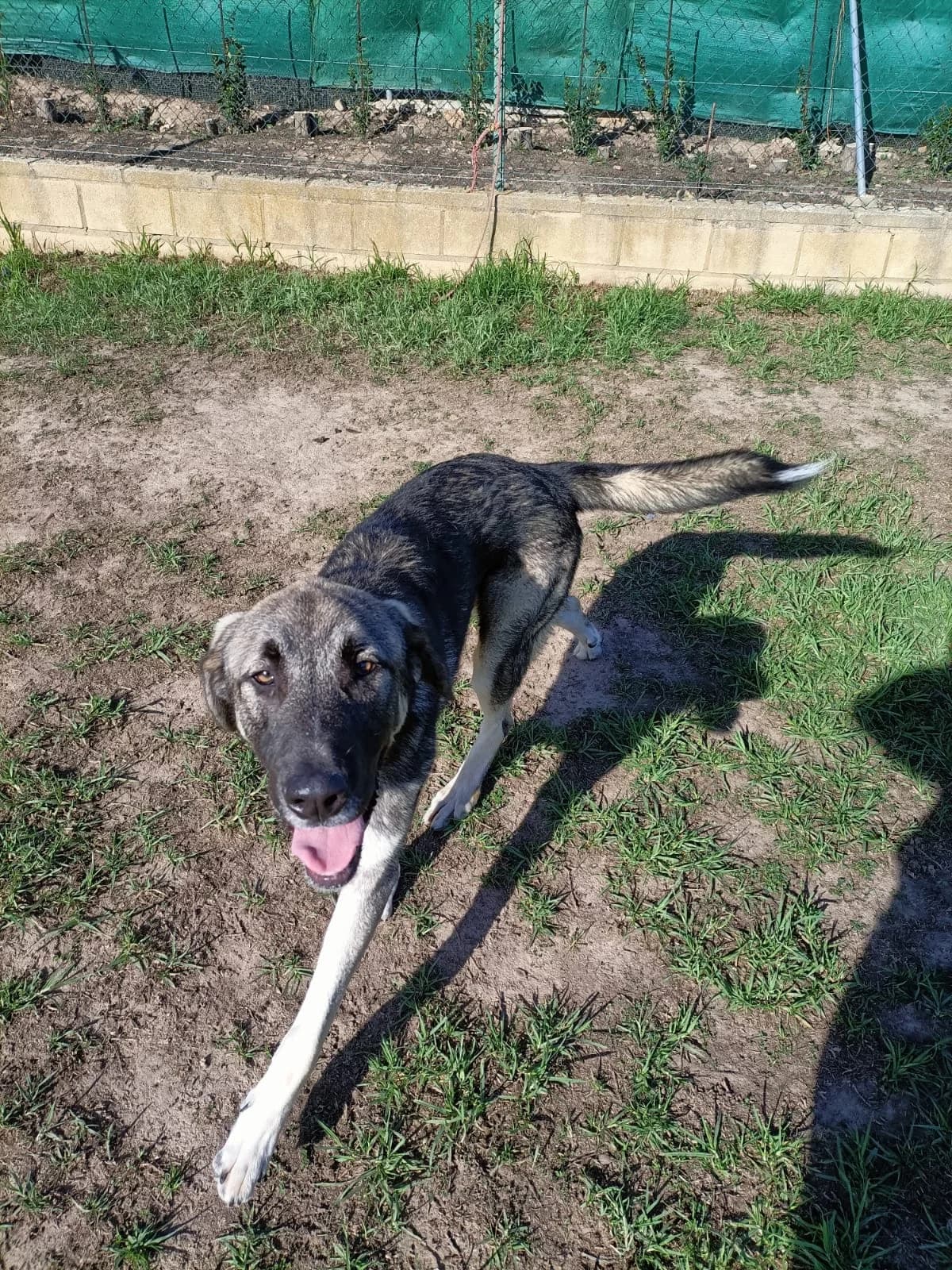 Leo, male 4yo Mixed Breed for adoption at Tierschutzverein ARCA e.V., Gernsbach