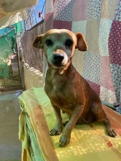 Tati, female 5yo Mixed Breed for adoption at Tierschutzverein ARCA e.V., Gernsbach