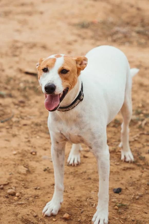 Connor, male puppy Mixed Breed for adoption at Tierschutzverein ARCA e.V., Gernsbach