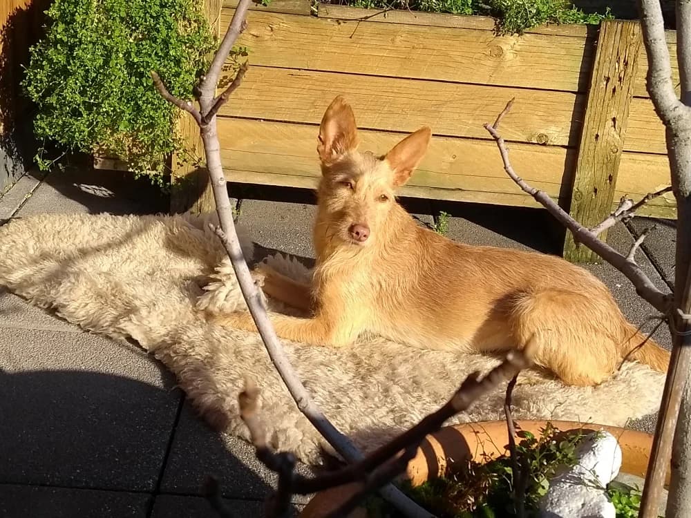 Erin, female 3yo Mixed Breed for adoption at Tierschutzverein ARCA e.V., Gernsbach