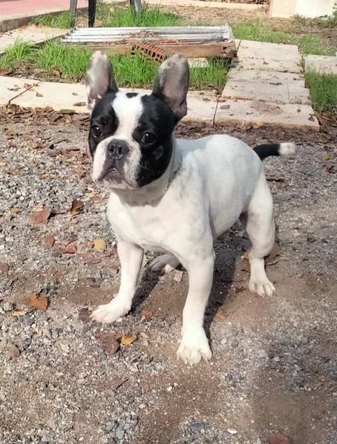 Luigi, male 3yo Mixed Breed for adoption at Tierschutzverein ARCA e.V., Gernsbach