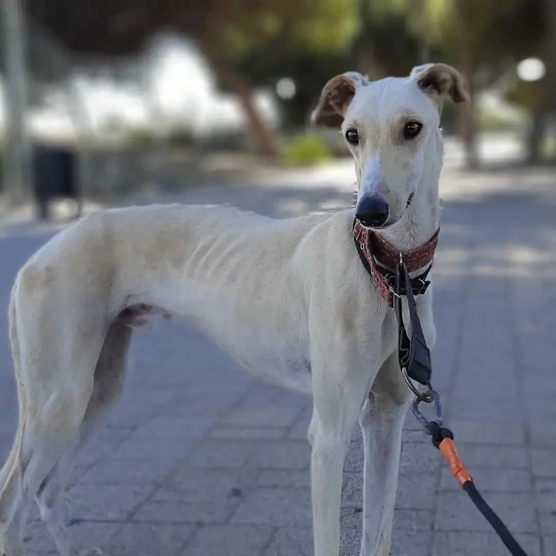 Lepi, male Mixed Breed for adoption at Tierschutzverein ARCA e.V., Gernsbach