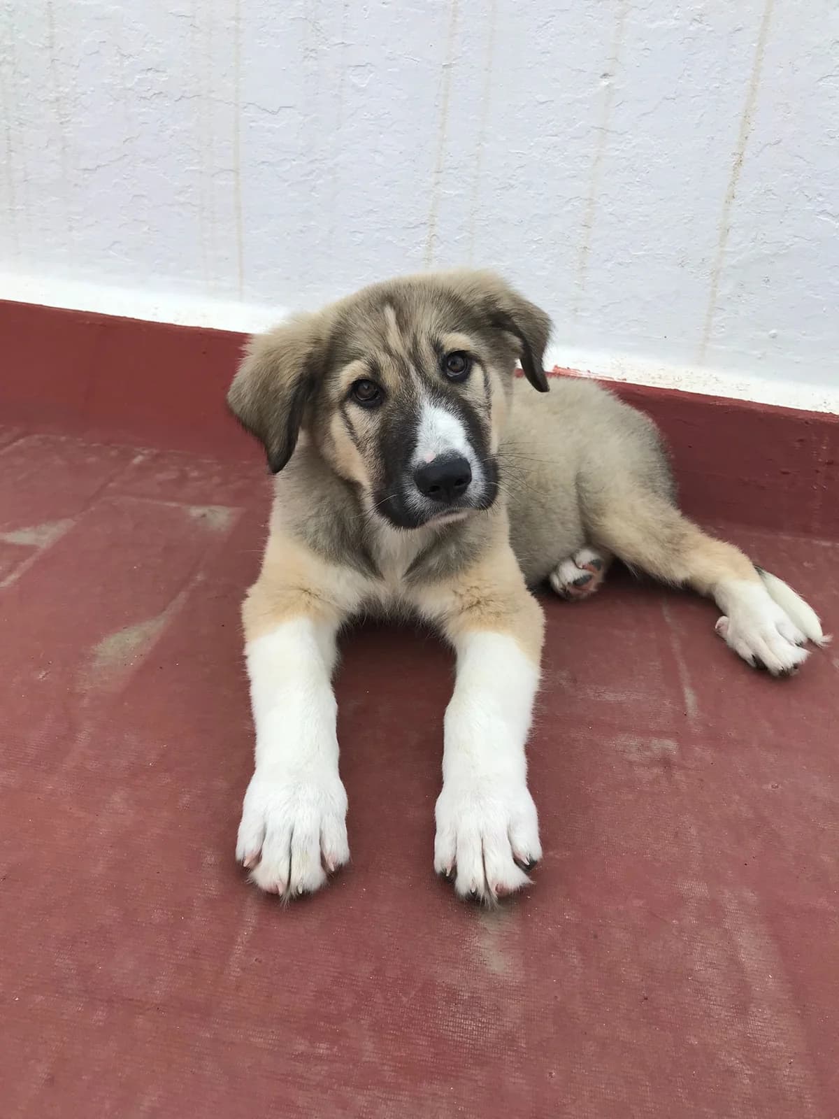 Apolo, male puppy Mixed Breed for adoption at Tierschutzverein ARCA e.V., Gernsbach