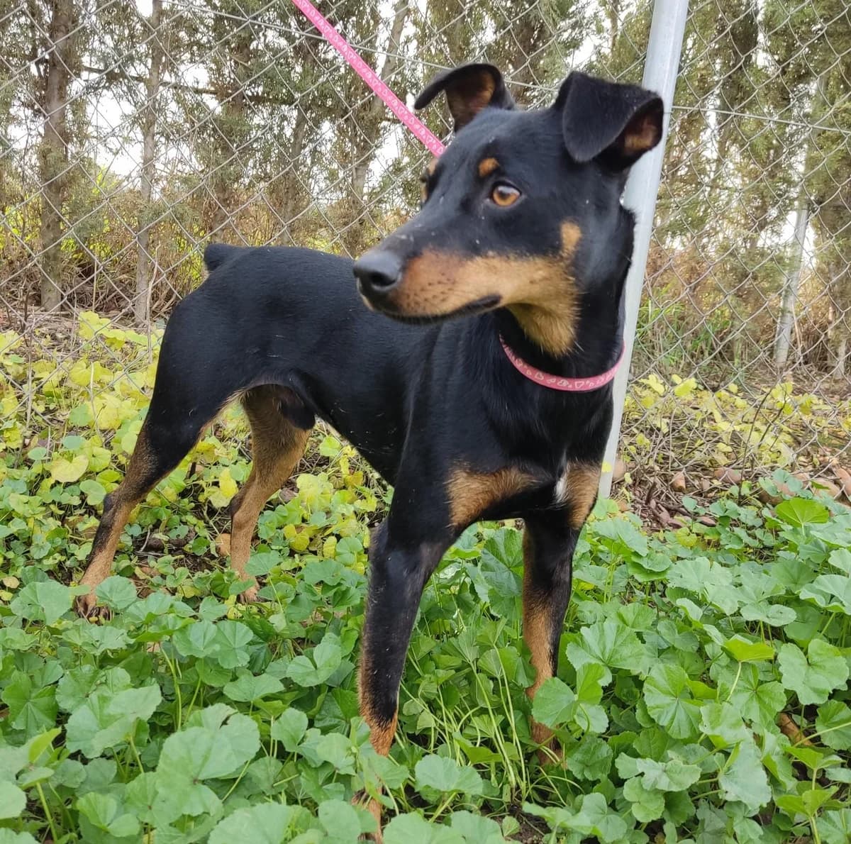 Ravioli, male Mixed Breed for adoption at Tierschutzverein ARCA e.V., Gernsbach