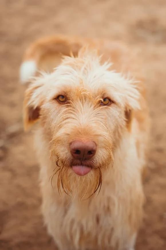Golfo, male 4yo Mixed Breed for adoption at Tierschutzverein ARCA e.V., Gernsbach