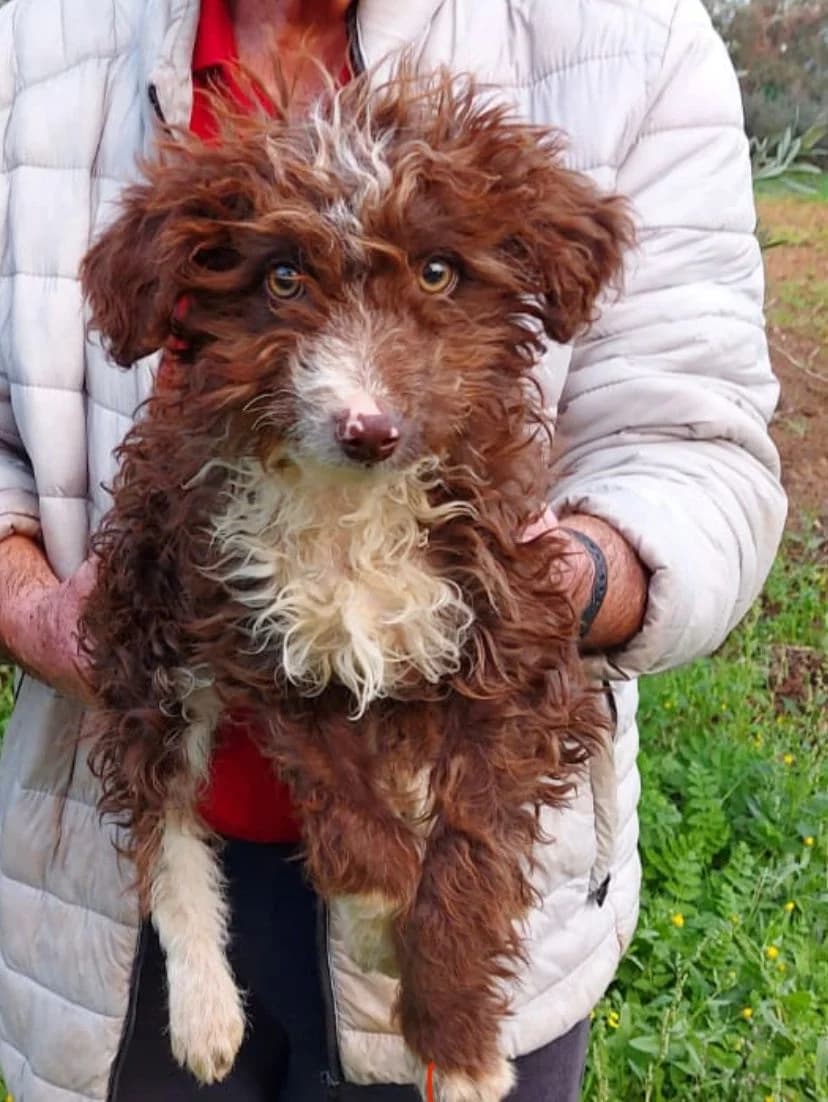 Goofy, Mixed Breed for adoption at Tierschutzverein ARCA e.V., Gernsbach