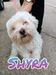 Shyra, 3yo Mixed Breed for adoption at Tierschutzverein ARCA e.V., Gernsbach