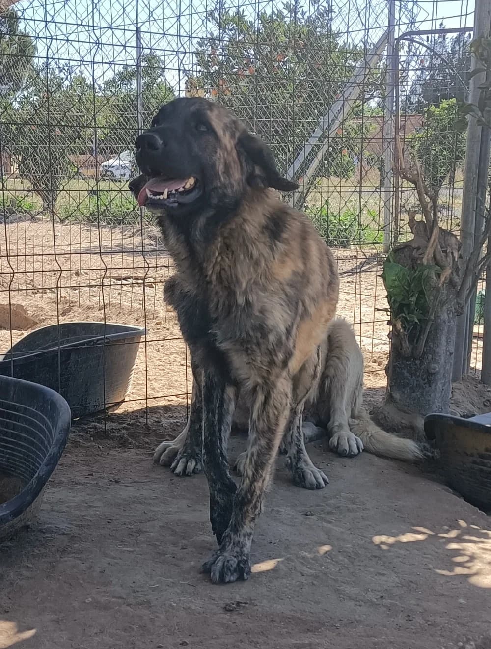 Samu, male Mixed Breed for adoption at Tierschutzverein ARCA e.V., Gernsbach