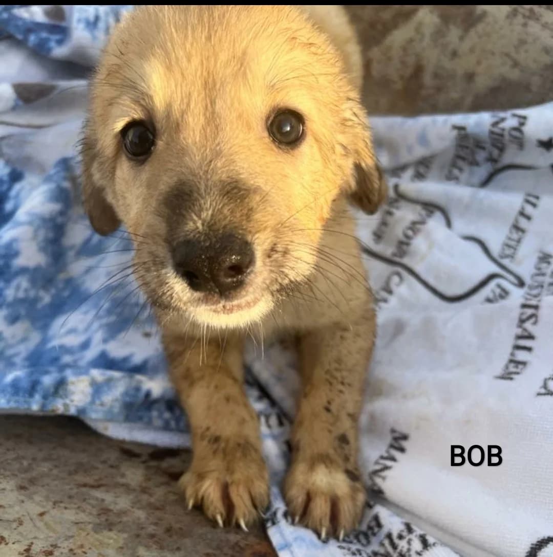 Bob, male Mixed Breed for adoption at Tierschutzverein ARCA e.V., Gernsbach