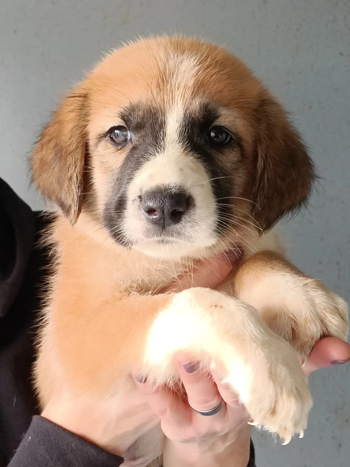 Barney, male Mixed Breed for adoption at Tierschutzverein ARCA e.V., Gernsbach
