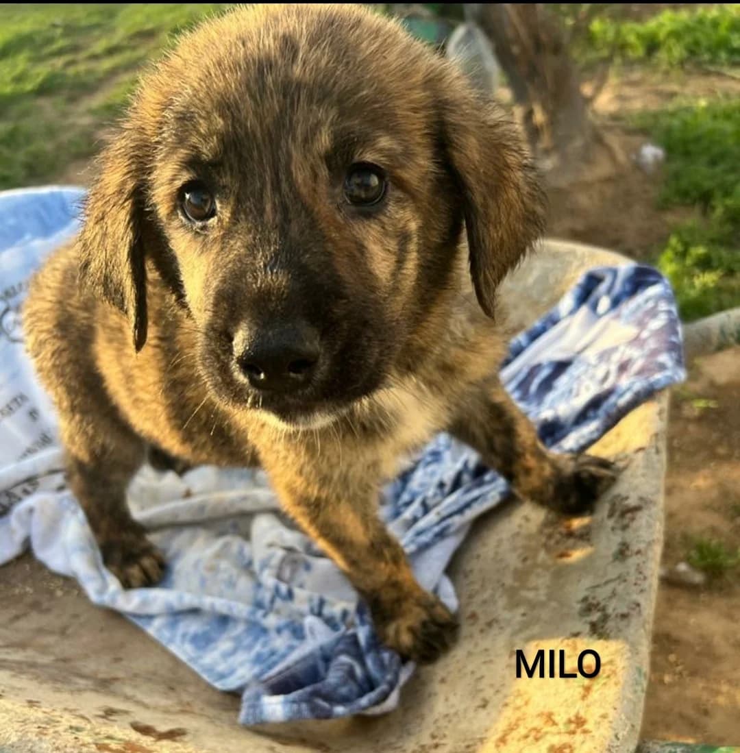 Milo, male Mixed Breed for adoption at Tierschutzverein ARCA e.V., Gernsbach
