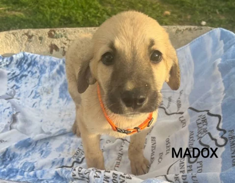 Madox, male Mixed Breed for adoption at Tierschutzverein ARCA e.V., Gernsbach