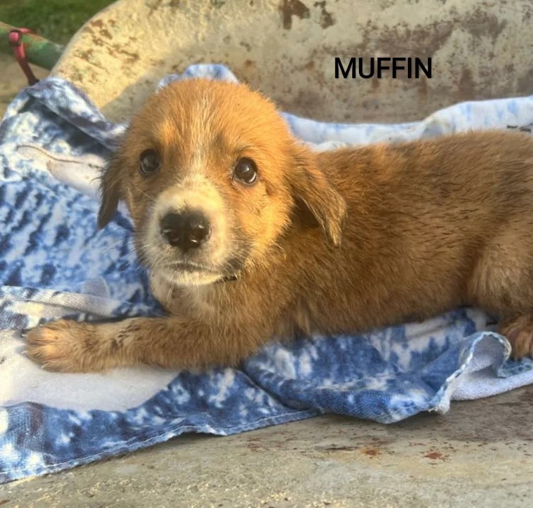 Muffin, male Mixed Breed for adoption at Tierschutzverein ARCA e.V., Gernsbach
