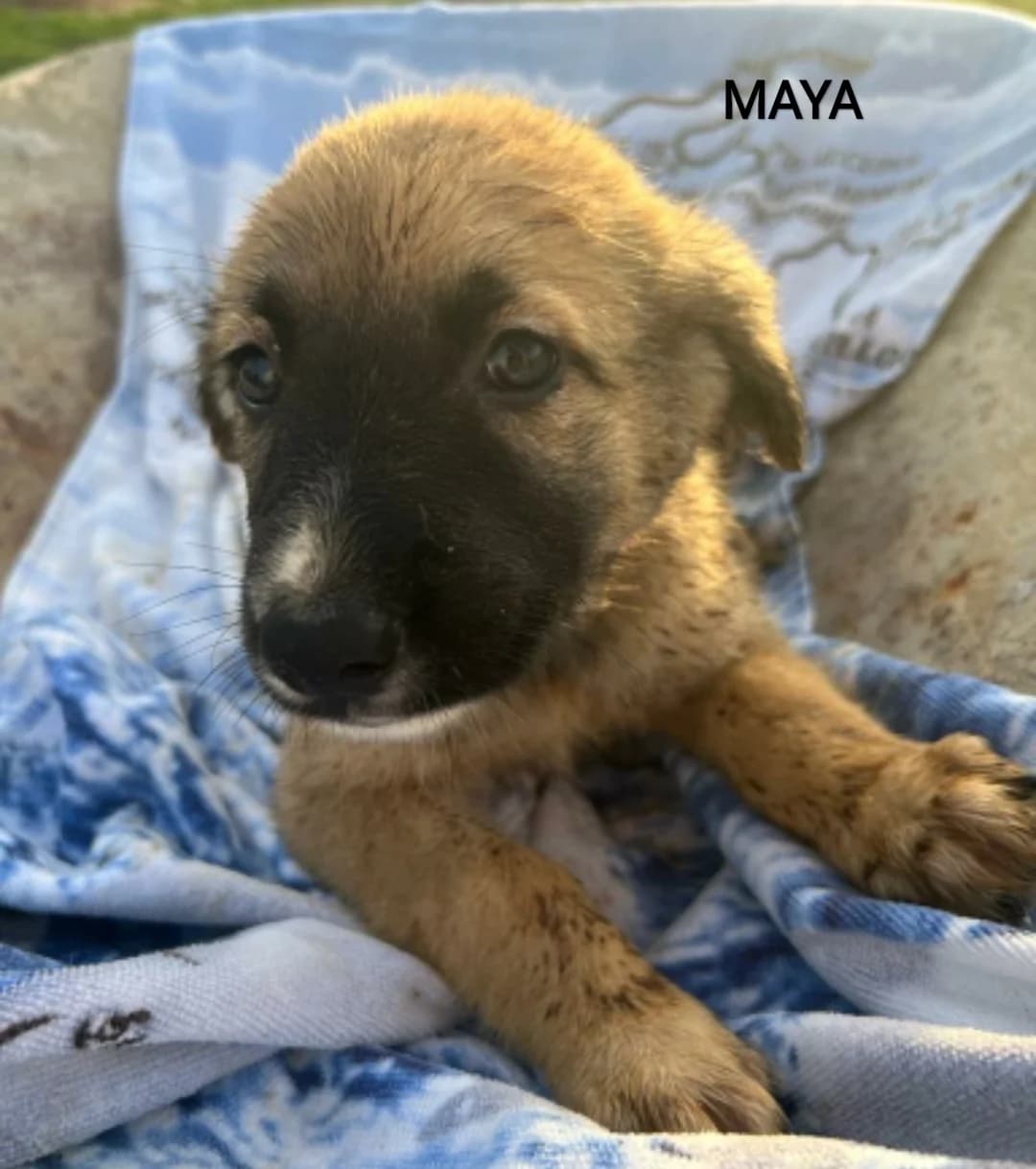 Maya, male Mixed Breed for adoption at Tierschutzverein ARCA e.V., Gernsbach