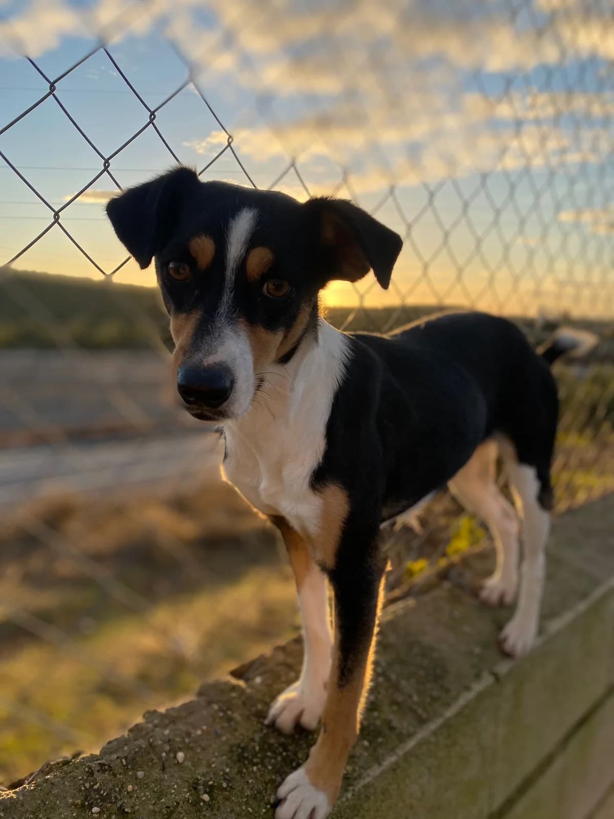 Nanda, female Mixed Breed for adoption at Tierschutzverein ARCA e.V., Gernsbach