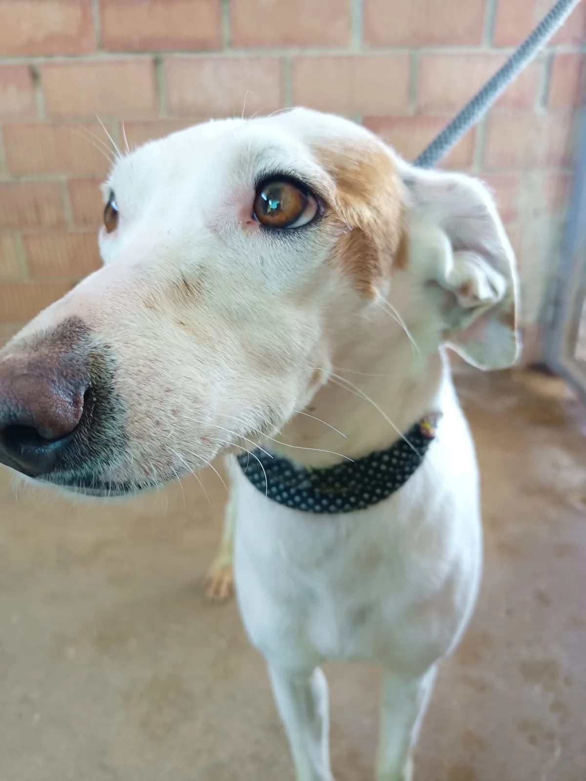 Cora, female 3yo Mixed Breed for adoption at Tierschutzverein ARCA e.V., Gernsbach