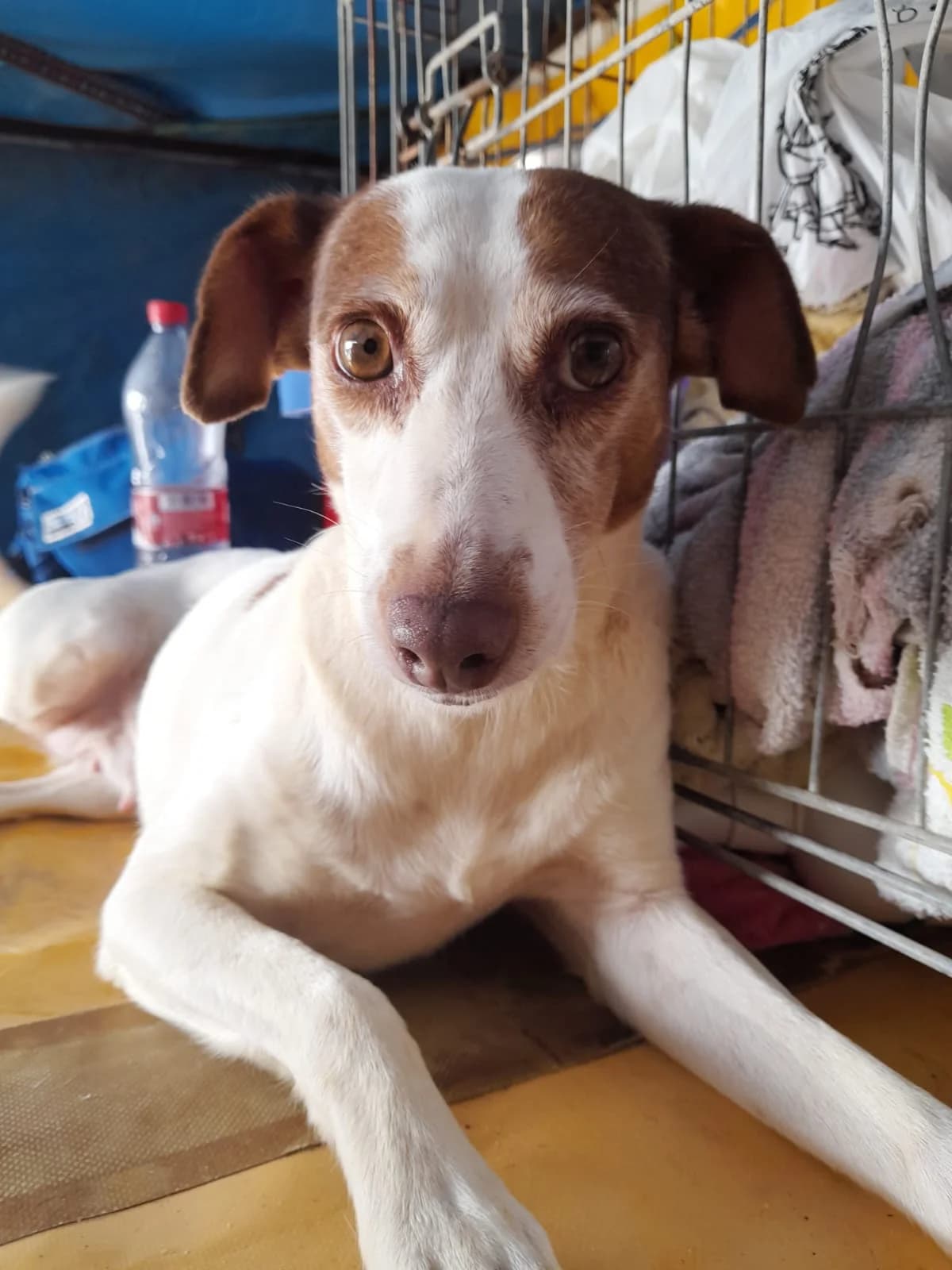 Leire, puppy Mixed Breed for adoption at Tierschutzverein ARCA e.V., Gernsbach