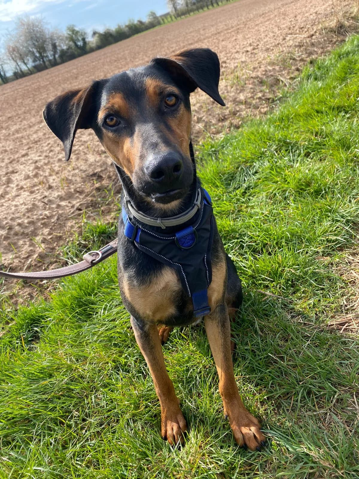 Fly, male puppy Mixed Breed for adoption at Tierschutzverein ARCA e.V., Gernsbach