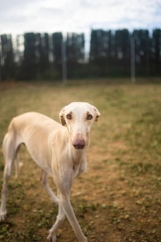 Tatiana, female Mixed Breed for adoption at Tierschutzverein ARCA e.V., Gernsbach