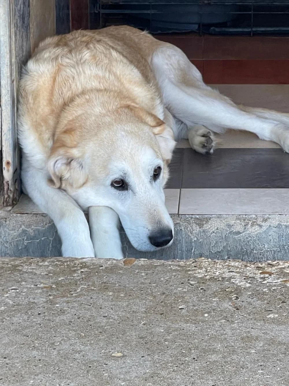 Beethoven, male senior Mixed Breed for adoption at Tierschutzverein ARCA e.V., Gernsbach