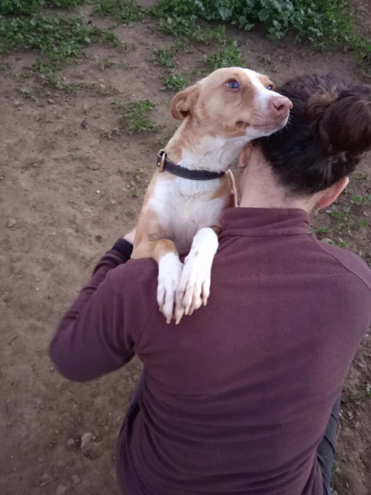 Magui, Mixed Breed for adoption at Tierschutzverein ARCA e.V., Gernsbach