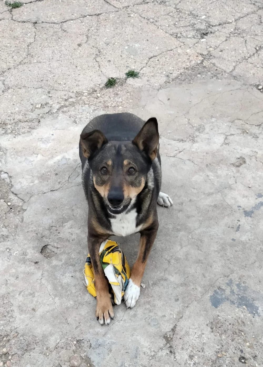 Keylor, male Mixed Breed for adoption at Tierschutzverein ARCA e.V., Gernsbach