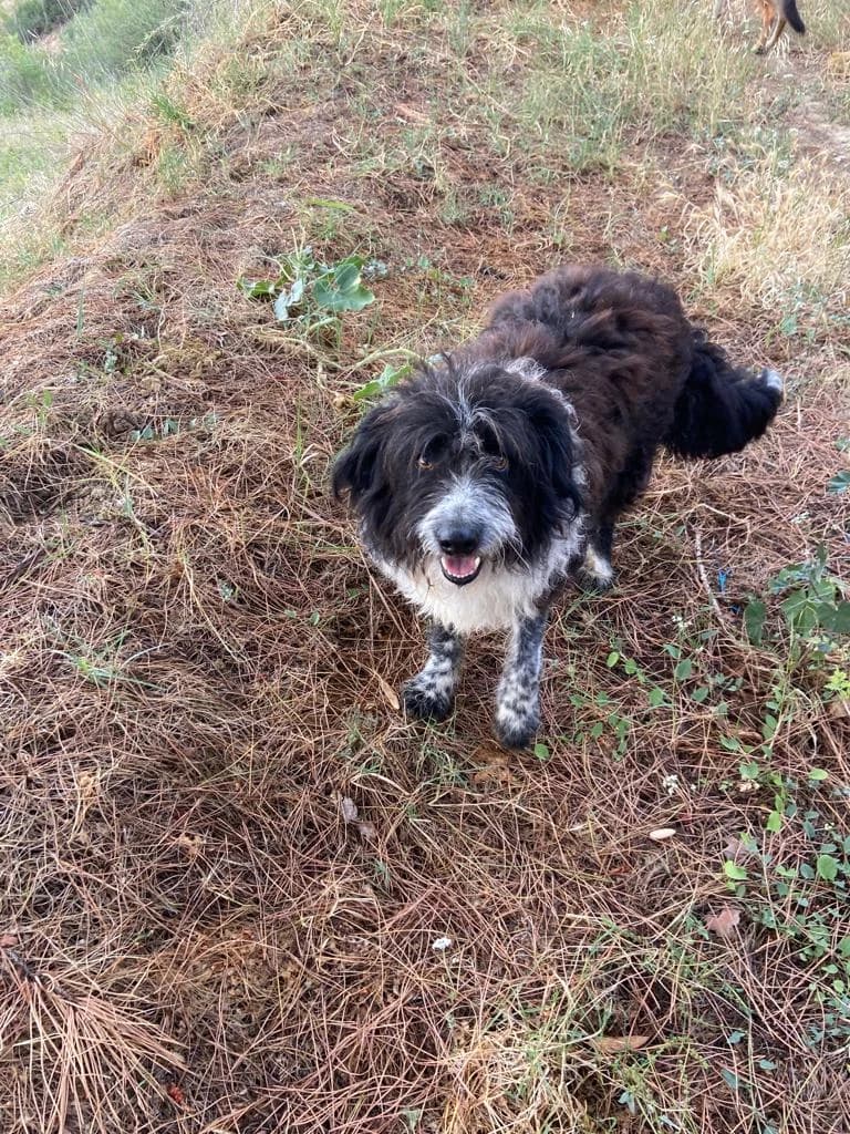 Lalo –, male 3yo Mixed Breed for adoption at Tierschutzverein ARCA e.V., Gernsbach