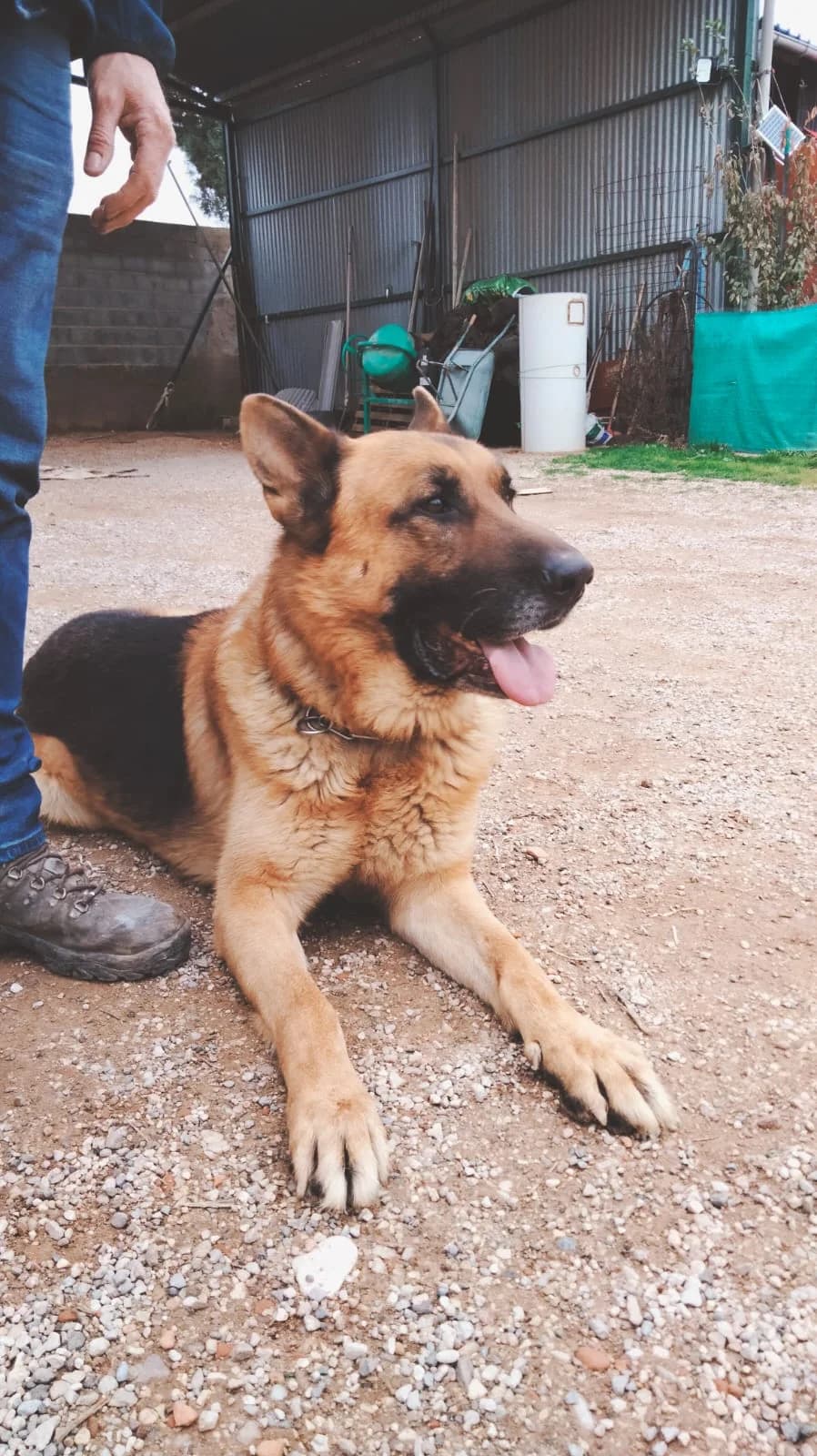 Odin, male Mixed Breed for adoption at Tierschutzverein ARCA e.V., Gernsbach