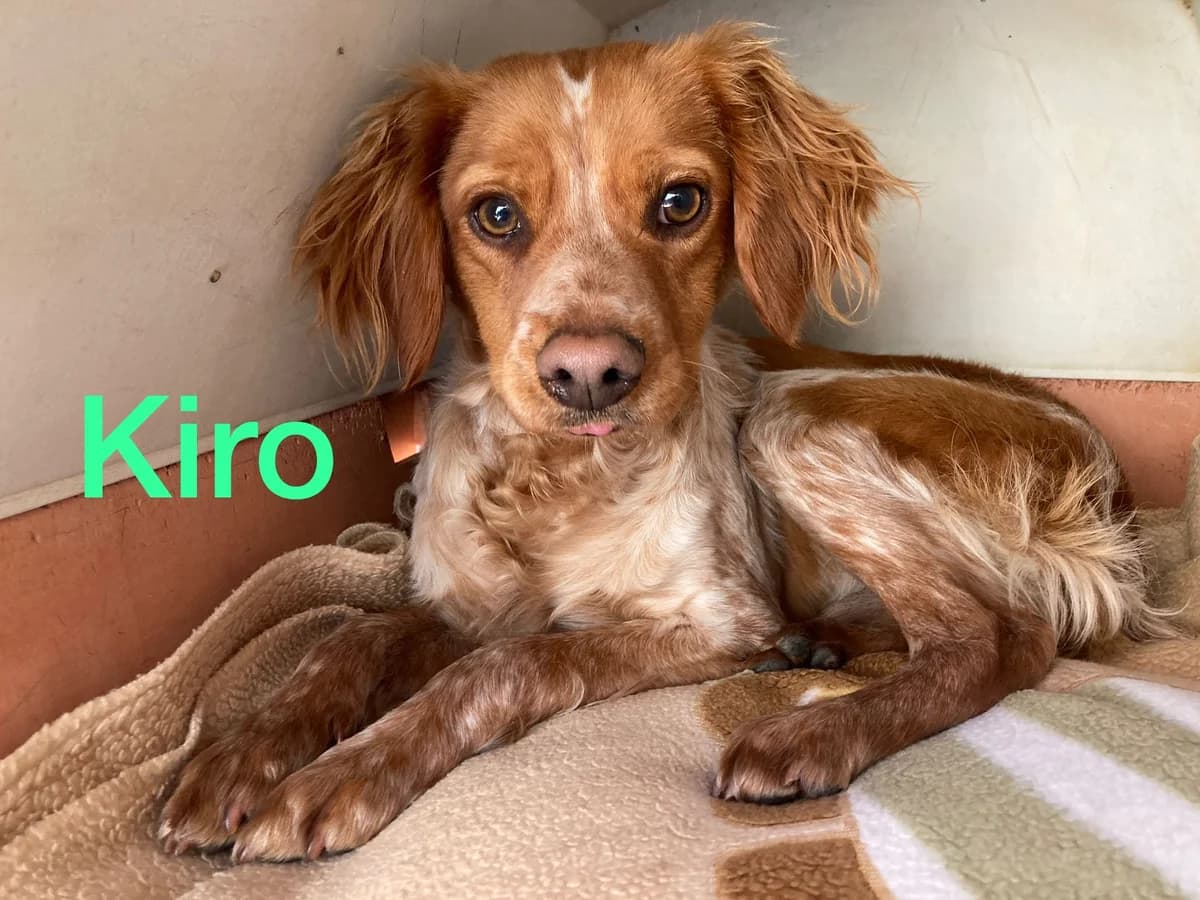 Kiro, male Mixed Breed for adoption at Tierschutzverein ARCA e.V., Gernsbach