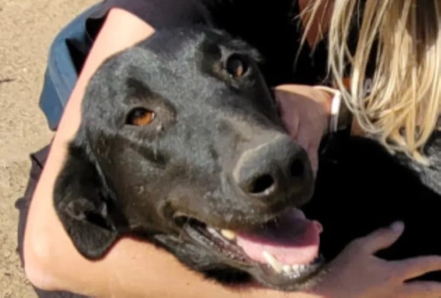 Elwood –, male Mixed Breed for adoption at Tierschutzverein ARCA e.V., Gernsbach