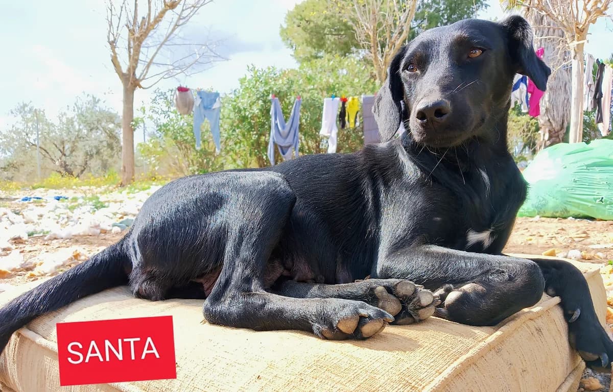 Santa, schwarz female 3yo Mixed Breed for adoption at Tierschutzverein ARCA e.V., Gernsbach