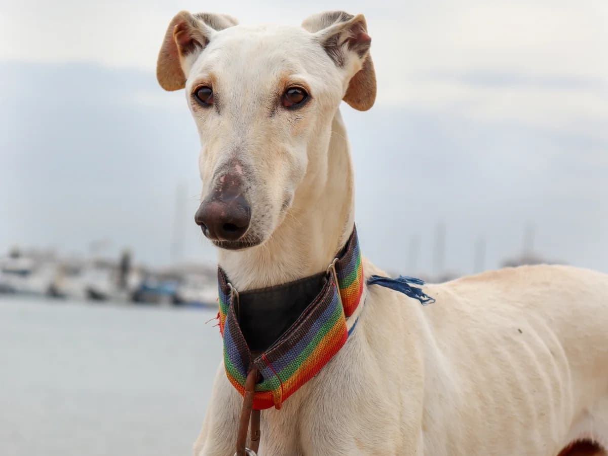 Godo – vermittelt, Mixed Breed for adoption at Tierschutzverein ARCA e.V., Gernsbach